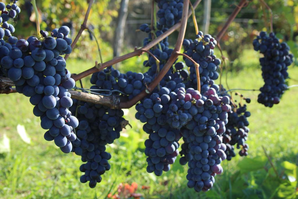 Azienda Agricola Garoglio Davide Альфьяно-Натта Экстерьер фото