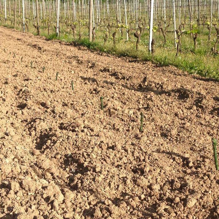 Azienda Agricola Garoglio Davide Альфьяно-Натта Экстерьер фото